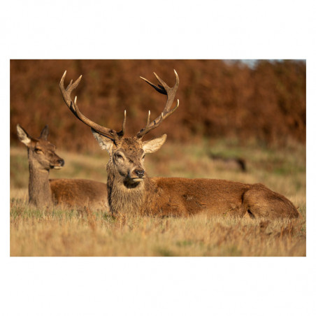 SIGMA Objectif 60-600mm f/4.5-6.3 DG DN OS SPORT compatible avec Monture L Garanti 3 ans