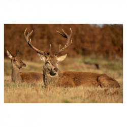 SIGMA Objectif 60-600mm f/4.5-6.3 DG DN OS SPORT compatible avec Sony E Garanti 3 ans