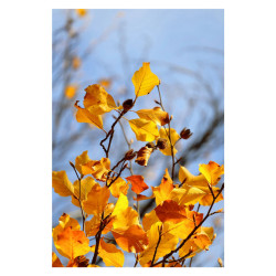 CANON Objectif RF-S 55-210mm f/5-7.1 IS STM Garanti 2 ans