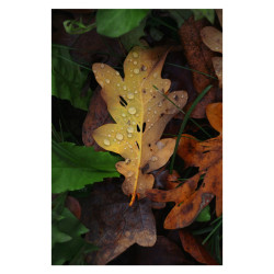 CANON Objectif RF-S 55-210mm f/5-7.1 IS STM Garanti 2 ans