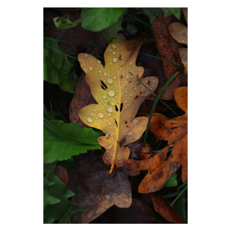 CANON Objectif RF-S 55-210mm f/5-7.1 IS STM Garanti 2 ans