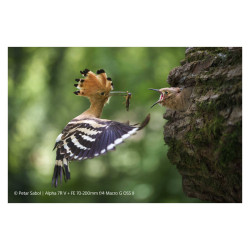 SONY Objectif SEL FE 70-200mm f/4 G II Garanti 2 ans