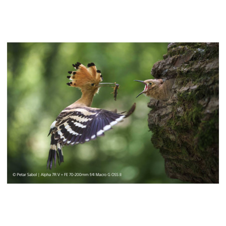 SONY Objectif SEL FE 70-200mm f/4 G II Garanti 2 ans