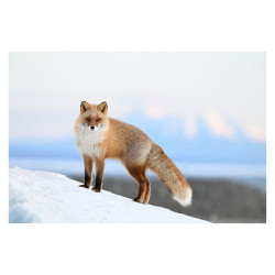 NIKON Z6 III + Objectif Z 24-200mm f/4-6.3 Garanti 3 ans + Adaptateur FTZ II