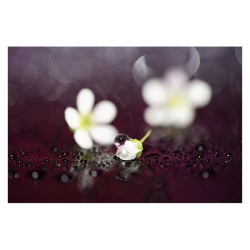 SONY Objectif SEL FE 90mm f/2.8 Macro G OSS Garanti 2 ans