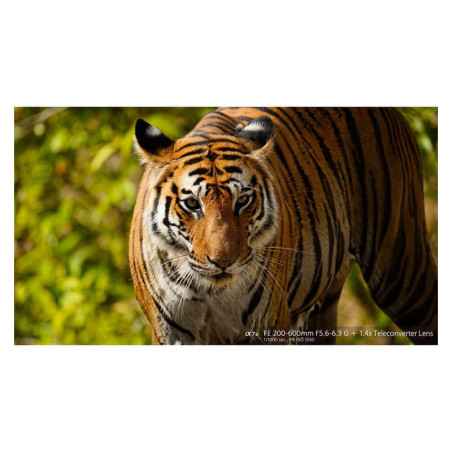 SONY Objectif SEL FE 200-600mm f/5.6-6.3 G OSS Garanti 2 ans