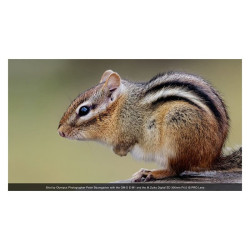 OLYMPUS Objectif M.ZUIKO ED 300mm f/4 IS PRO Garanti 2 ans