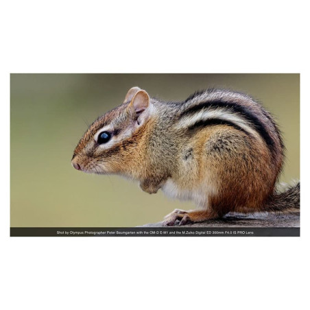 OLYMPUS Objectif M.ZUIKO ED 300mm f/4 IS PRO Garanti 2 ans