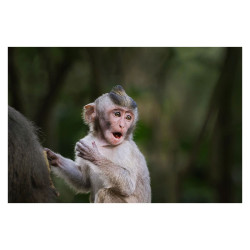 FUJIFILM Objectif XF 500mm f/5.6 R LM OIS WR Garanti 2 ans