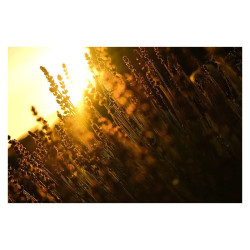 FUJIFILM Objectif Fujinon XF 16-80 f/4 OIS WR