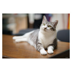 SAMYANG Objectif AF 85mm f/1.8 P Compatible avec Sony FE