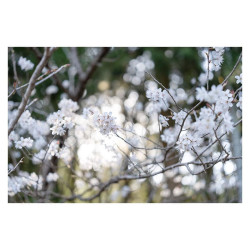 SIGMA Objectif 50mm f/2 DG Noir Contemporary compatible avec Monture L Garanti 3 ans