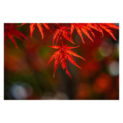 SIGMA Objectif 65mm f/2 DG Noir Contemporary compatible avec Monture L Garanti 3 ans