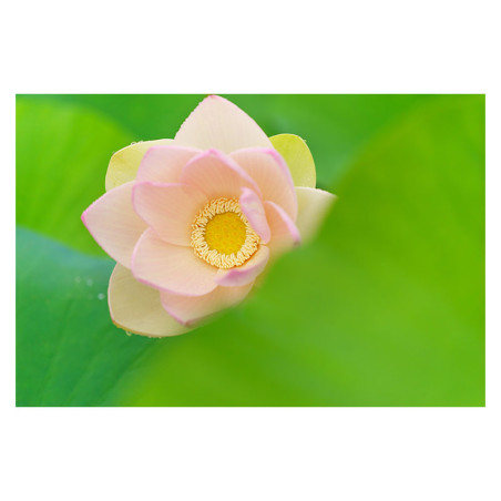 SIGMA Objectif 90mm f/2.8 DG Noir Contemporary compatible avec Sony E Garanti 3 ans