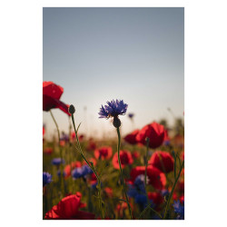 SIGMA Objectif 20-200mm f/3.5-6.3 DG Contemporary compatible avec Monture L Garanti 3 ans