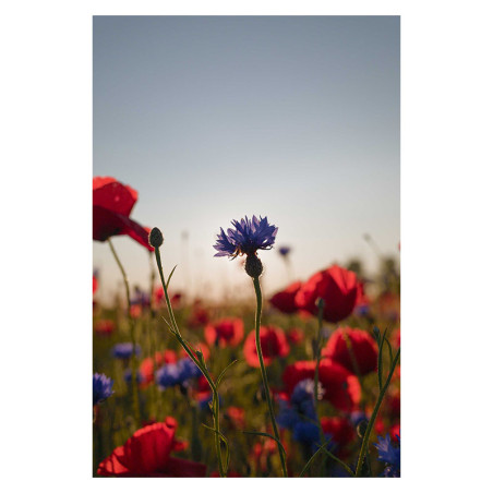 SIGMA Objectif 20-200mm f/3.5-6.3 DG Contemporary compatible avec Monture L Garanti 3 ans