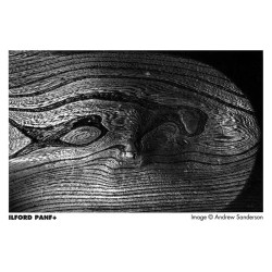 ILFORD Pellicule PAN F + 135-36 POSES (50 ISO) Film Noir et Blanc