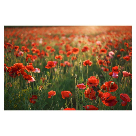 SIGMA Objectif 28-45mm f/1.8 DG DN ART compatible avec Monture L Garanti 3 ans