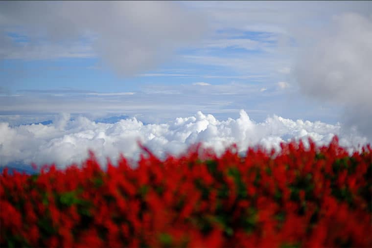 Simulation Velvia / VIVID