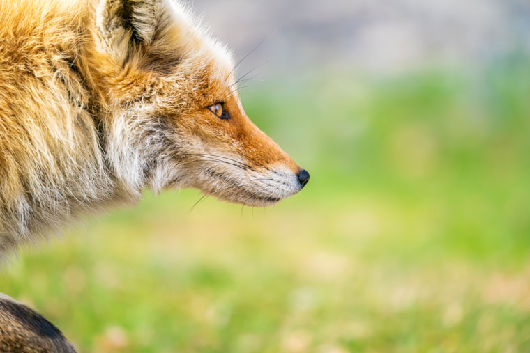 Photo © Aya Iwasaki prise avec l'objectif Sigma 100-400 f/5-6.3 DG DN | Contemporary
