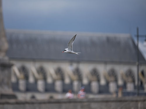 Photo oiseau prise avec Fujifilm GFX100II