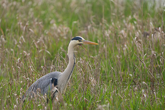Photo animalière avec l'objectif Sony 400-800 G