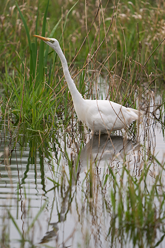 Photo animalière avec l'objectif Sony 400-800 G