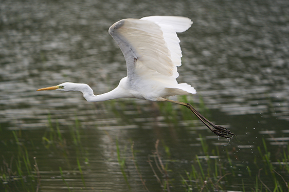 Photo animalière avec l'objectif Sony 400-800 G