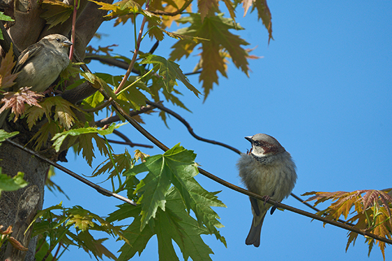 Photo animalière avec l'objectif Sony 400-800 G