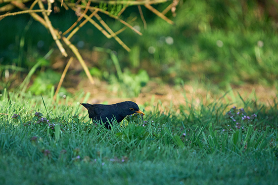 Photo animalière avec l'objectif Sony 400-800 G