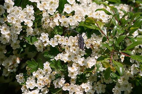 Photo macro avec l'objectif Sony 400-800 G