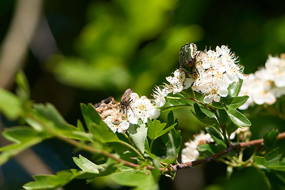 Photo macro avec l'objectif Sony 400-800 G