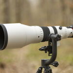 Test du Sigma 300-600mm f/4 DG OS Sports : un téléobjectif pro pour la photo animalière et sportive