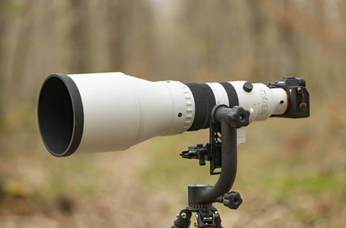 You are currently viewing Test du Sigma 300-600mm f/4 DG OS Sports : un téléobjectif pro pour la photo animalière et sportive