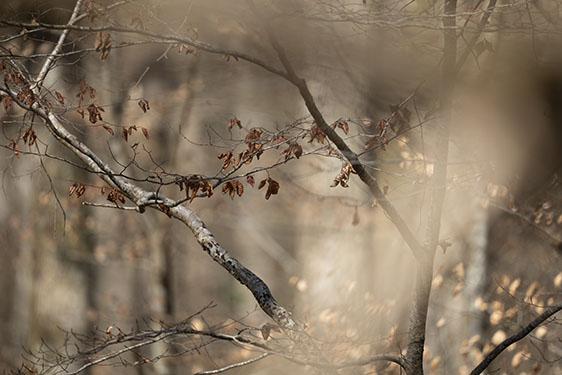 Objectif Sigma 300-600mm f/4 DG OS Sports