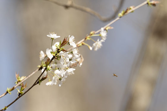 Objectif Sigma 300-600mm f/4 DG OS Sports
