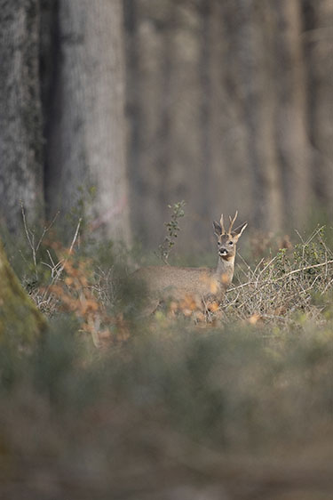 Objectif Sigma 300-600mm f/4 DG OS Sports