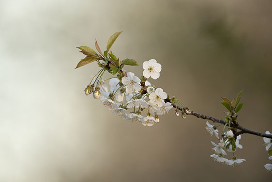 Objectif Sigma 300-600mm f/4 DG OS Sports