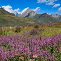 Alps Copyright Frantisek Zvardon