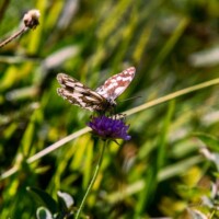 Alps Copyright Frantisek Zvardon