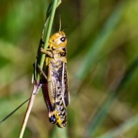 Alps Copyright Frantisek Zvardon