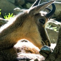 Alps Copyright Frantisek Zvardon
