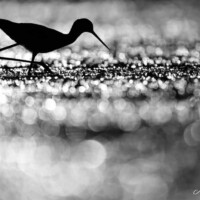 Photo Nicolas de Vaulx
