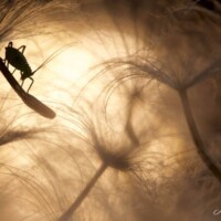 Photo Nicolas de Vaulx