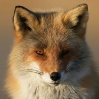 Photo prise avec le Sony Alpha 1