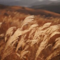 Photo prise avec l'objectif Sony FE 50mm F1.2 GM