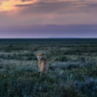 Photo Chris Schmid - A female cheetah (Acinonyx jubatus) captured in the Ndutu plains, Southern Serengeti in Tanzania