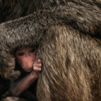 Photo Chris Schmid - Newborn baby hides next to mother in Tanzania