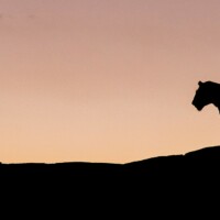 Photo Chris Schmid - Silhouetted lions at Black Rock in the Masai Mara