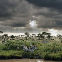 Photo Chris Schmid - Zebras gathering by drinking pool